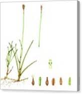 Attēlu rezultāti vaicājumam “Carex dioica”