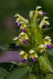 Attēlu rezultāti vaicājumam “Galeopsis speciosa”