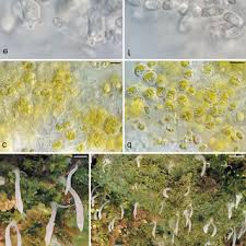 Attēlu rezultāti vaicājumam “Campylophyllum sommerfeltii”