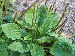 Attēlu rezultāti vaicājumam “Plantago media leaf”