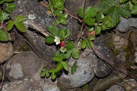 Attēlu rezultāti vaicājumam “Fragaria moschata leaf”