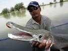 http://images.nationalgeographic.com/wpf/media-live/photos/000/037/cache/alligator-gar-openmouth_3773_600x450.jpg