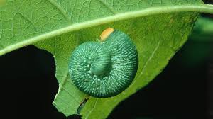 Attēlu rezultāti vaicājumam “Trichiosoma”