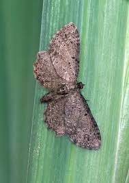 Attēlu rezultāti vaicājumam “Anticollix sparsata”