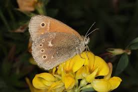 Attēlu rezultāti vaicājumam “Coenonympha tullia”