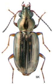 Attēlu rezultāti vaicājumam “Bembidion litorale”