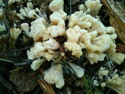 Attēlu rezultāti vaicājumam “Sebacina incrustans”