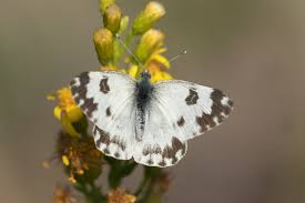 Attēlu rezultāti vaicājumam “Pontia edusa”