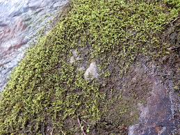 Attēlu rezultāti vaicājumam “Brachythecium”