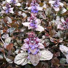 Image result for Ajuga reptans