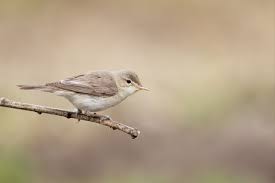 Image result for Hippolais pallida