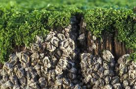 Attēlu rezultāti vaicājumam “Enteromorpha sp.”