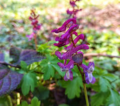 Attēlu rezultāti vaicājumam “Corydalis cava leaf”