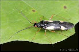 Attēlu rezultāti vaicājumam “Dryophilocoris flavoquadrimaculatus imago”