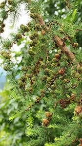 Attēlu rezultāti vaicājumam “Larix kaempferi fruit”