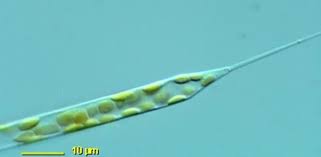 Attēlu rezultāti vaicājumam “Seligeria donniana sporophyte”