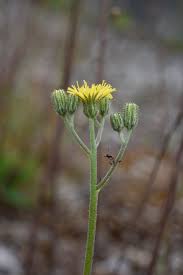 Attēlu rezultāti vaicājumam “Hieracium murorum bud”