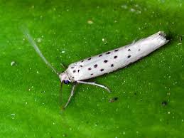 Attēlu rezultāti vaicājumam “Yponomeuta plumbella”