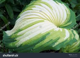 Image result for Hosta Warpaint
