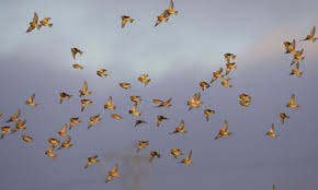 Image result for twite photo