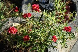 Attēlu rezultāti vaicājumam “Helianthemum x hybridum flower”