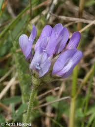 Attēlu rezultāti vaicājumam “Astragalus danicus leaf”