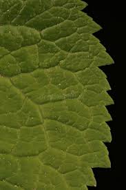 Attēlu rezultāti vaicājumam “Phyteuma spicatum fruit”