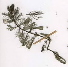 Attēlu rezultāti vaicājumam “Myriophyllum alterniflorum”