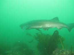 Image result for Notorynchus cepedianus