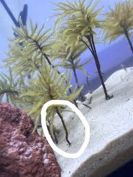 Attēlu rezultāti vaicājumam “Climacium dendroides”