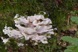 Attēlu rezultāti vaicājumam “Antrodiella faginea”