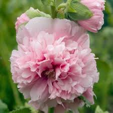 Image result for Alcea rosea `Appleblossom`