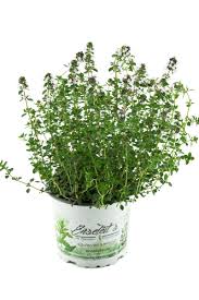 Image result for Thymian