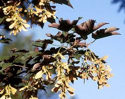 Attēlu rezultāti vaicājumam “Acer pseudoplatanus fo. purpurascens”