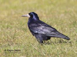 Attēlu rezultāti vaicājumam “Corvus frugilegus”