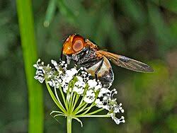 Attēlu rezultāti vaicājumam “Volucella pellucens”