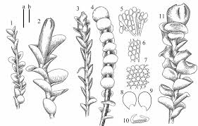 Attēlu rezultāti vaicājumam “Jungermannia sphaerocarpa”