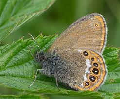 Attēlu rezultāti vaicājumam “Coenonympha hero”