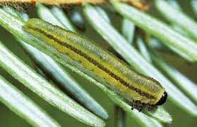 Attēlu rezultāti vaicājumam “Gynaephora selenitica larva”
