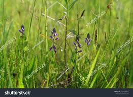 Attēlu rezultāti vaicājumam “Polygala amarella flower”