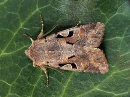 Attēlu rezultāti vaicājumam “Orthosia gothica”