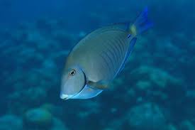 Image result for Acanthurus chirurgus