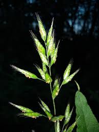 Attēlu rezultāti vaicājumam “Bromus hordeaceus subsp. hordaceus”