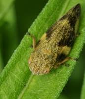 Attēlu rezultāti vaicājumam “Aphrophora alni nymph”