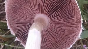 Attēlu rezultāti vaicājumam “Agaricus”