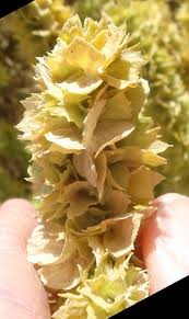 Attēlu rezultāti vaicājumam “Atriplex calotheca”