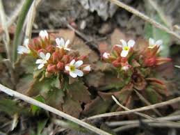 Attēlu rezultāti vaicājumam “Androsace septentrionalis fruit”