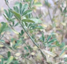Attēlu rezultāti vaicājumam “Medicago x varia  flower”
