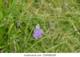Attēlu rezultāti vaicājumam “Cyaniris semiargus female”