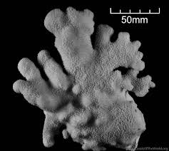 Attēlu rezultāti vaicājumam “Pistillaria sp.”